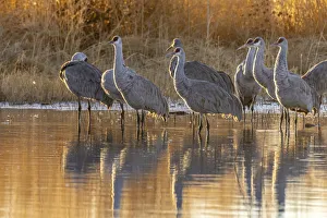 Images Dated 2nd July 2021: USA, New Mexico, Bernardo Wildlife Management Area. Sandhill cranes at dawn in pond