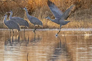 Images Dated 10th February 2022: USA, New Mexico, Bernardo Wildlife Management Area
