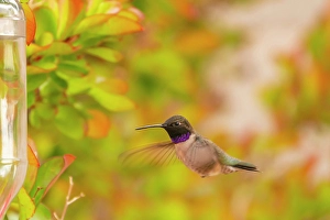Feeder Prints: USA, New Mexico. Black-chinned hummingbird at feeder