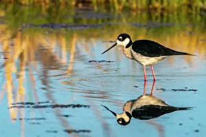 Reed Prints: USA, New Mexico. Black-necked stilt reflects in water