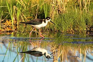 Reed Prints: USA, New Mexico. Black-necked stilt reflects in water