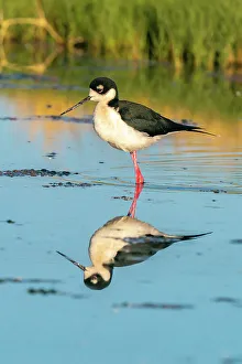 Reed Prints: USA, New Mexico. Black-necked stilt reflects in water