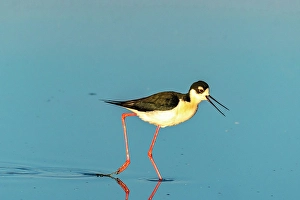 Prints of USA, New Mexico. Black-necked stilt in water Images Dated 2025 January: USA, New Mexico. Black-necked stilt in water