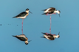 Images Dated 3rd November 2024: USA, New Mexico. Black-necked stilts in water