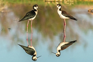 Images Dated 3rd November 2024: USA, New Mexico. Black-necked stilts in water
