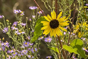 USA, New Mexico. Blooming sunflower and asters