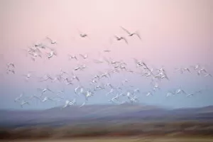 Images Dated 6th December 2006: USA, New Mexico, Bosque del Apache National Wildlife Refuge. Abstract of snow geese