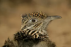 Images Dated 29th November 2006: USA, New Mexico, Bosque del Apache National Wildlife Reserve. Head portrait of great roadrunner