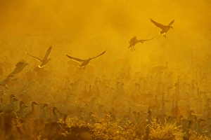 Images Dated 19th November 2006: USA, New Mexico, Bosque del Apache National Wildlife Refuge. Flock of snow geese backlit at dusk