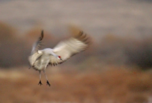 Images Dated 15th November 2006: USA, New Mexico, Bosque del Apache National Wildlife Refuge