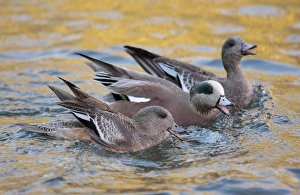 Images Dated 22nd November 2005: USA, New Mexico, Bosque Del Apache National Wildlife Reserve