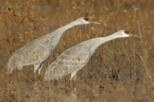 Images Dated 22nd November 2005: USA, New Mexico, Bosque del Apache National Wildlife Reserve