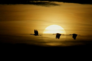 Images Dated 12th November 2006: USA, New Mexico, Bosque del Apache National Wildlife Refuge
