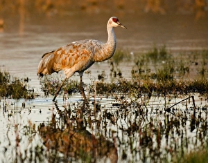 Images Dated 2nd November 2005: USA, New Mexico, Bosque del Apache National Wildlfe Refuge, Sandhill Crane