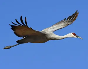 Images Dated 7th November 2005: USA, New Mexico, Bosque del Apache National Wildlfe Refuge, Sandhill Crane