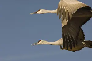 USA, New Mexico, Bosque del Apache National Wildlfe Refuge, Sandhill Crane