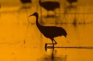 USA, New Mexico, Bosque del Apache National Wildlfe Refuge, Sandhill Crane