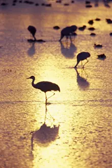 Images Dated 19th September 2007: USA, New Mexico, Bosque del Apache National Wildlife Refuge. Sandhill cranes in