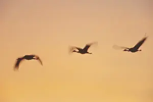Images Dated 19th September 2007: USA; New Mexico, Bosque del Apache National Wildlife Refuge. Three sandhill cranes