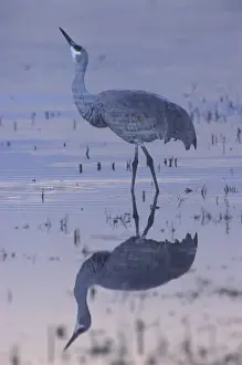 Images Dated 19th September 2007: USA, New Mexico, Bosque del Apache National Wildlife Refuge. A sandhill crane standing