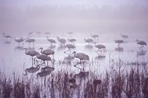 Images Dated 19th September 2007: USA; New Mexico; Bosque del Apache National Wildlife Refuge. An entire group of