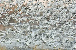 Images Dated 13th December 2008: USA, New Mexico, Bosque del Apache National Wildlife Refuge