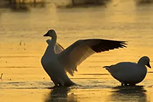 Images Dated 25th January 2008: USA, New Mexico, Bosque del Apache National Wildlife Refuge. Snow geese backlit at sunrise