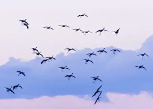 USA, New Mexico, Bosque del Apache National Wildlife Refuge. Sandhill cranes in flight near sunset
