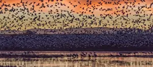 Images Dated 12th November 2014: USA, New Mexico, Bosque del Apache National Wildlife Refuge