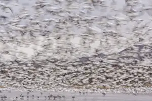 Images Dated 24th January 2008: USA, New Mexico, Bosque del Apache National Wildlife Refuge