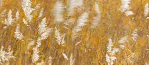 Images Dated 12th November 2014: USA, New Mexico, Bosque del Apache National Wildlife Refuge. Panoramic of blowing grasses