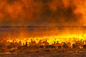Images Dated 9th December 2011: USA, New Mexico, Bosque del Apache National Wildlife Refuge. Snow geese in foggy sunrise