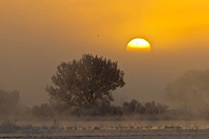 Images Dated 8th December 2011: USA, New Mexico, Bosque del Apache National Wildlife Refuge. Snow geese in fog at sunrise
