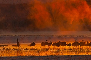 Images Dated 9th December 2011: USA, New Mexico, Bosque del Apache National Wildlife Refuge