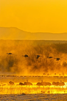Images Dated 10th December 2011: USA, New Mexico, Bosque del Apache National Wildlife Refuge