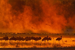 Images Dated 9th December 2011: USA, New Mexico, Bosque del Apache National Wildlife Refuge