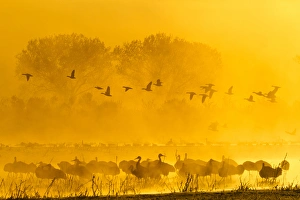Images Dated 8th December 2011: USA, New Mexico, Bosque del Apache National Wildlife Refuge