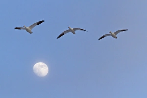 Images Dated 7th December 2011: USA, New Mexico, Bosque del Apache National Wildlife Refuge