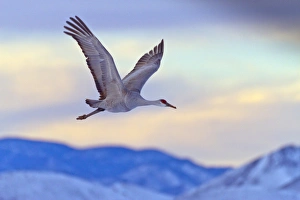 USA, New Mexico, Bosque del Apache National Wildlife Refuge. Sandhill crane flying at sunset