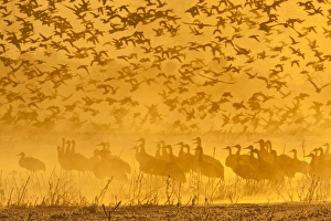 Images Dated 8th December 2011: USA, New Mexico, Bosque del Apache National Wildlife Refuge