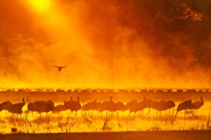 Images Dated 9th December 2011: USA, New Mexico, Bosque del Apache National Wildlife Refuge