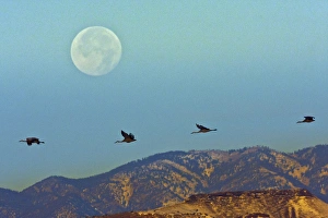 Images Dated 11th December 2011: USA, New Mexico, Bosque del Apache National Wildlife Refuge