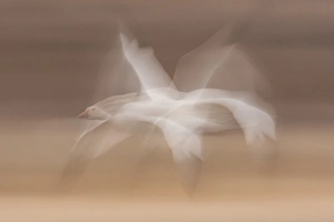 Images Dated 24th January 2013: USA, New Mexico, Bosque Del Apache National Wildlife Refuge