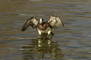 Images Dated 25th January 2013: USA, New Mexico, Bosque Del Apache National Wildlife Refuge