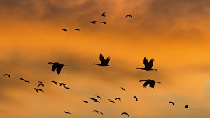 Images Dated 12th November 2014: USA, New Mexico, Bosque del Apache National Wildlife Refuge