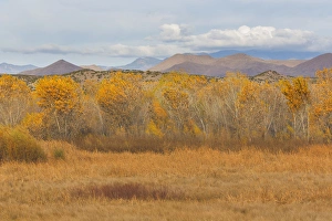 Images Dated 12th November 2014: USA, New Mexico, Bosque del Apache National Wildlife Refuge. Fall colors in grasses