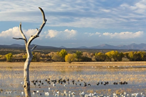 Images Dated 12th November 2014: USA, New Mexico, Bosque del Apache National Wildlife Refuge