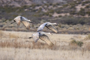 Images Dated 9th December 2015: USA, New Mexico, Bosque Del Apache National Wildlife Refuge. Sandhill cranes in flight