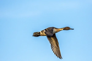 Images Dated 9th December 2015: USA, New Mexico, Bosque Del Apache National Wildlife Refuge. Male pintail duck flying