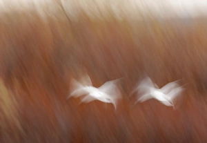 USA, New Mexico, Bosque del Apache National Wildlife Refuge